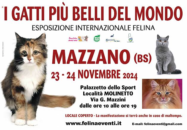 I gatti piu' belli del mondo - esposizione internazionale felina